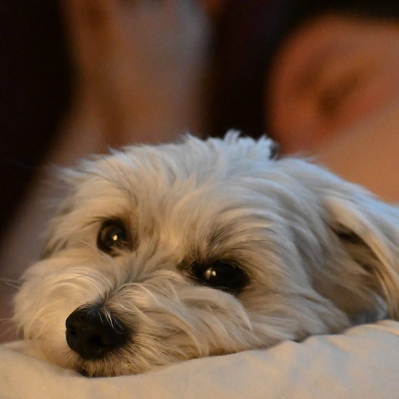 Meet your Posher, Suzana - Picture 2 of 4